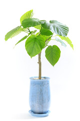 観葉植物、フィカス・ウンベラータの鉢植え【白背景】