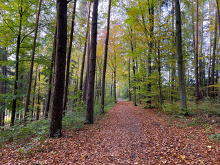 Lonely Bavarian Autumn forest path to reload batteries and reduce stress 