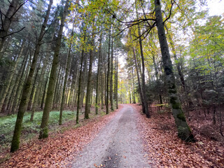 Lonely Bavarian Autumn forest path to reload batteries and reduce stress 