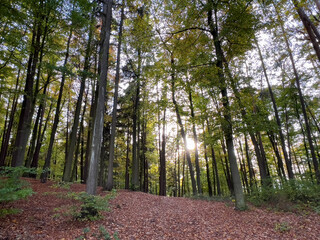 Lonely Bavarian Autumn forest path to reload batteries and reduce stress 