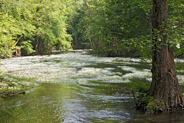 das romantische Würmtal zwischen starnberg und Gauting mit blühenden Wasseralgen auf dem Fluss