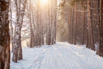 Sunlight through the trees in the forest. Snow trees and a cross-country ski trail. Beautiful and unusual roads and forest trails. Beautiful winter landscape. The trees stand in a row