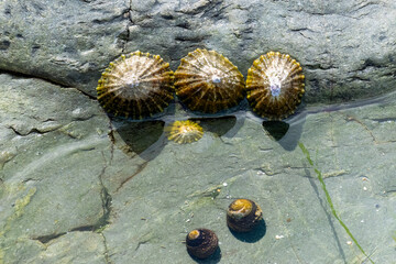 Three limpet shells on the edge of a rock pool