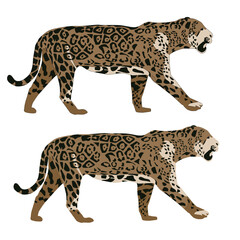 Vector jaguar walking panther flat with shadows isolated on white background