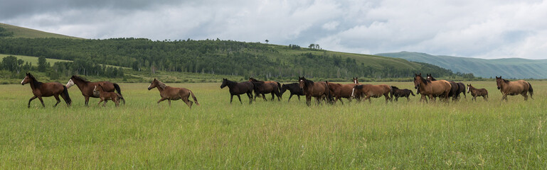 A herd of horses runs through the pasture against the background of mountains and blue sky....