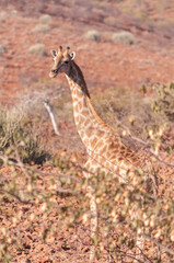 Closeup of Angolan Giraffe - Giraffa giraffa angolensis- head sticking out from the bushes of the Namibian desert.