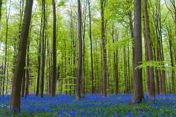Impression from the Hallerbos, Belgium, on a sunny spring afternoon.