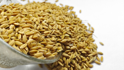 Organic paddy grains, unmilled rice in glass bowl isolated on white background. Jasmine rice 