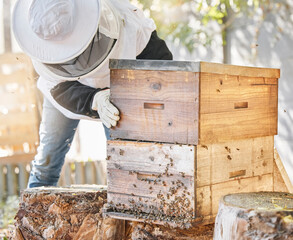 Bees, honey farming and beekeeper with crate, box and beehive for production, inspection process...