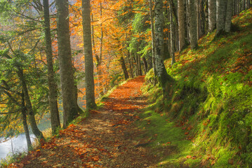 Beech forest and fallen leaves on path in autumn
