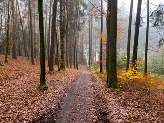 Fototapeta premium Mystic Bavarian Autumn forest path to be alone and think about issues of life