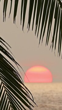 beautiful sea sunset and palm leaf on foreground. Vertical video
