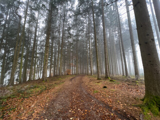 Obraz premium Mystic Bavarian Autumn forest path to be alone and think about issues of life
