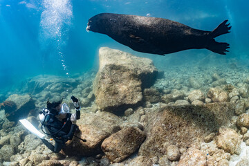 young sea lion playing with a scuba diver in La Paz Baja California