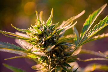 Naklejka na ściany i meble Cannabis plant in golden summer light, marijuana background. Flower bud of cannabis Sativa, marijuana flower bud background, herbal medicine.