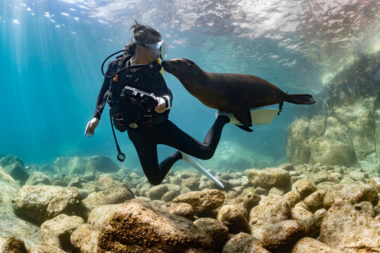 young sea lion playing with a scuba diver in La Paz Baja California