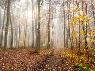 Obraz premium Mystic Bavarian Autumn forest path to be alone and think about issues of life