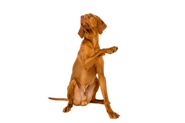 Gorgeous hungarian vizsla dog sitting giving a paw studio portrait. Full body front view hunting...