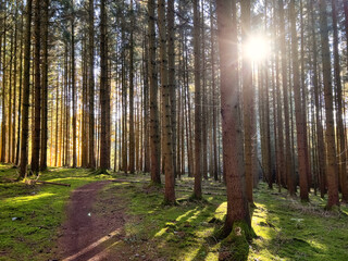 Fototapeta premium Mystic Bavarian Autumn forest path to be alone and think about issues of life