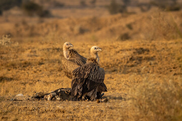 Himalayan vulture or Gyps himalayensis or Himalayan griffon vultures pair or family during winter migration on carcass at desert national park Jaisalmer rajasthan india asia