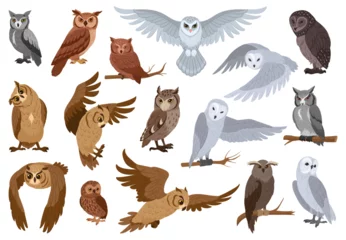 Selbstklebende Fototapeten Eulen Cartoon owls, woods birds species. Wildlife feathered animals, wise forest owl birds flat vector illustration set. Owls collection  © GreenSkyStudio