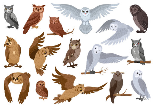 Cartoon owls, woods birds species. Wildlife feathered animals, wise forest owl birds flat vector illustration set. Owls collection