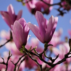 Magnolias , fleurs printanières .