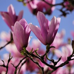 Fototapeta premium Magnolias , fleurs printanières .