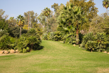 Detail of trees and palm trees in grassy park.