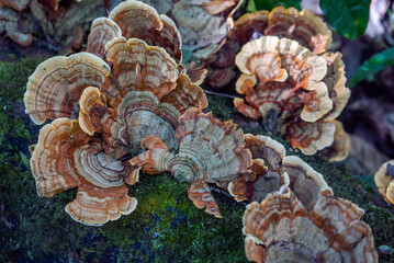 mushrooms on a tree trunk