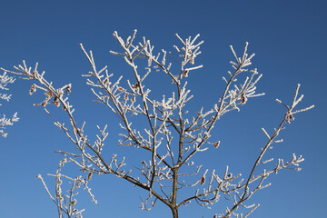 branches of a tree against sky