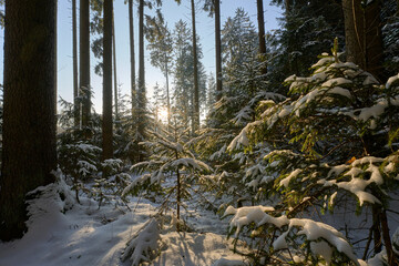 Sun in the frozen forest