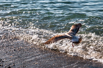 A seagull in the sea. A seagull flying over the sea on a sunny day. Mediterranean seagull (Latin Larus michahellis) in flight over the waves of the Black Sea. A white seagull on a blurry background.