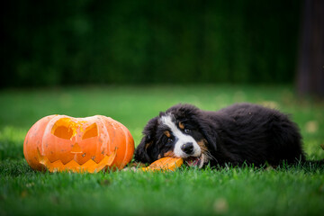 Bernese mountain dog puppies posing with halloween pumpkin