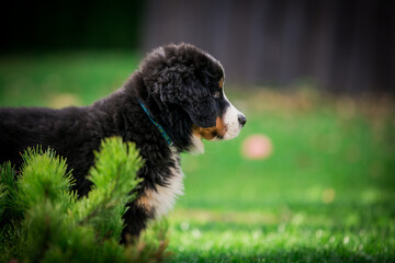 Bernese mountain dog puppy in green background.	
