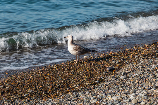 Mediterranean seagull (Latin Larus michahellis) on the edge of the beach on a sunny day. A seabird strolls by the edge of the sea. A seagull bird standing on the seashore. 