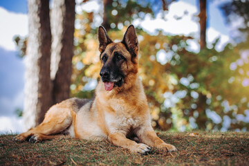 German shepherd longhaired dog posing outside. Show dog in natural park.	
