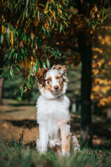 Naklejka na ściany i meble Australian shepherd dog outside in beautiful colorful autumn. 