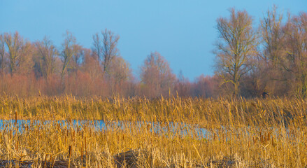 Fototapeta premium Reed along the edge of a frozen lake under a blue sky in sunlight at sunrise in winter, Almere, Flevoland, The Netherlands, December, 2022