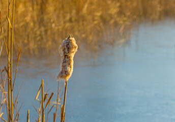 Reed along the edge of a frozen lake under a blue sky in sunlight at sunrise in winter, Almere, Flevoland, The Netherlands, December, 2022