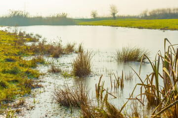 Reed along the edge of a frozen lake under a blue sky in sunlight at sunrise in winter, Almere, Flevoland, The Netherlands, December, 2022