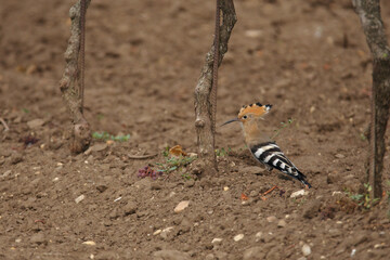 Wiederhopf, bird, tier, natur, wild lebende tiere, wild, 