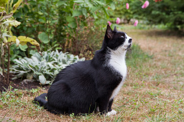 Black and white cat in a garden 