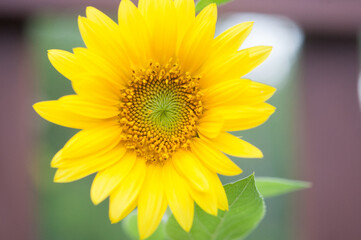 Close-up of Sunflower in full bloom