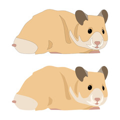 Vector beige hamster lies on his stomach flat with shadows isolated on white background