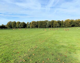 A view of the Cheshire Countryside near Knutsford