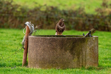 Common buzzard sitting the edge of an old well in a green lawn