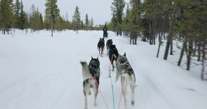 Sled Dogs Pulling A Sleigh On A Snowy Road, Sweden