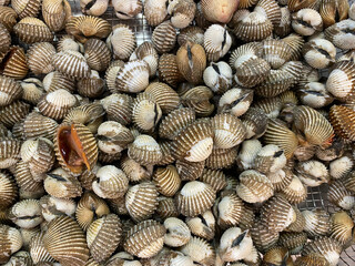 fresh Blood clam (Kerang dara) or Anadara granosa is delicious seafood. blood clam background