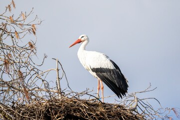 White stork (Ciconia ciconia) standing on its nest on a cloudy day